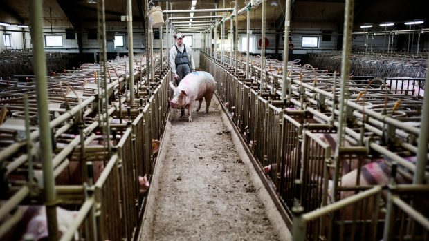 Boel og Mortensen: Minkfarme er ikke det danske landbrugs eneste trussel mod verdenssundheden