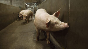 Kristian Sloth: Hvis Danmark vil løse landbrugets problemer, må eksporten af kød stoppes