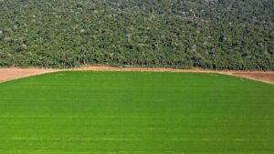 Alexander Holm: Det er en dårlig idé at veksle verdens største regnskov til skinke, koteletter og mejeriprodukter