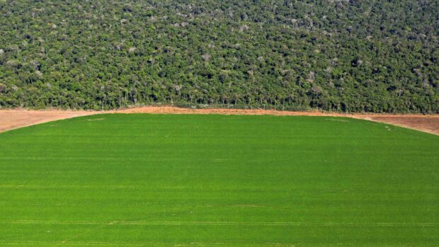 Alexander Holm: Det er en dårlig idé at veksle verdens største regnskov til skinke, koteletter og mejeriprodukter