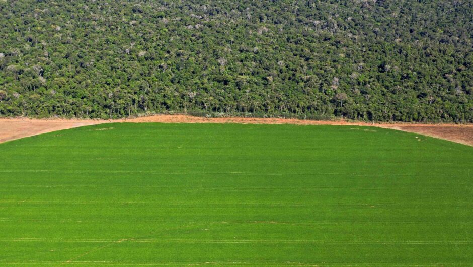 Alexander Holm: Det er en dårlig idé at veksle verdens største regnskov til skinke, koteletter og mejeriprodukter