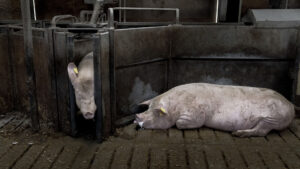 Kristian Sloth: Hvis politikerne holder løfterne, kan det blive dødsstødet for eksporten af billigt kød